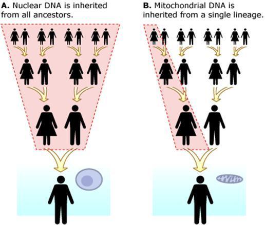 mtdna di cui UNA SOLA EREDITATA autosomi La regola 1:4 vale se c è uguale sex ratio e se la selezione opera