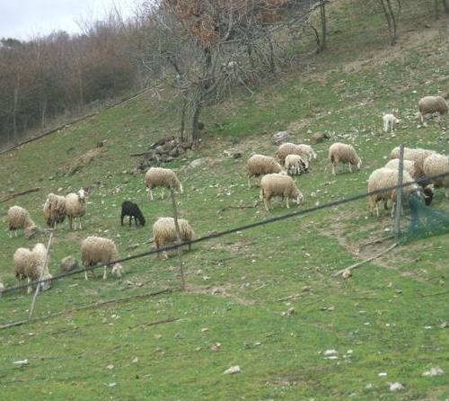 Pecore al pascolo - Consdabi (BN) 4.