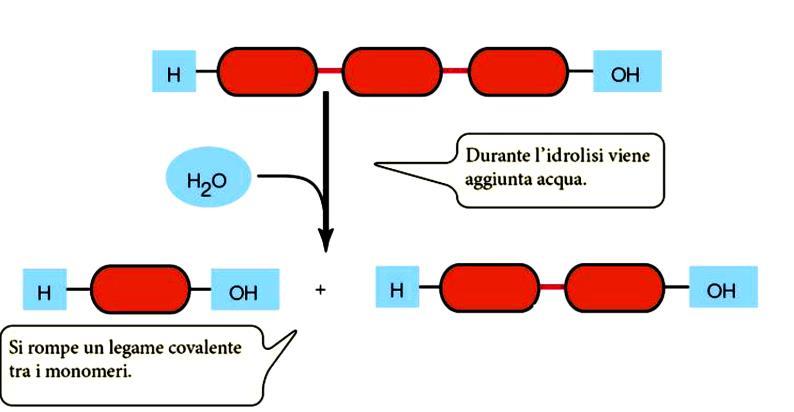 Le biomolecole organiche Le biomolecole organiche tendono ad unirsi tra loro a formare complessi detti macromolecole.