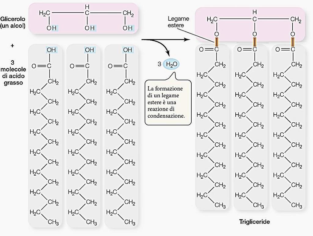 4 Le biomolecole organiche TRIGLICERIDI I trigliceridi sono formati da quattro molecole diverse: la glicerina (o glicerolo, un alcol con tre gruppi ossidrilici) e tre acidi grassi, che si uniscono