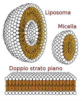 semi, formati invece da acidi grassi insaturi e quindi liquidi a temperatura ambiente.