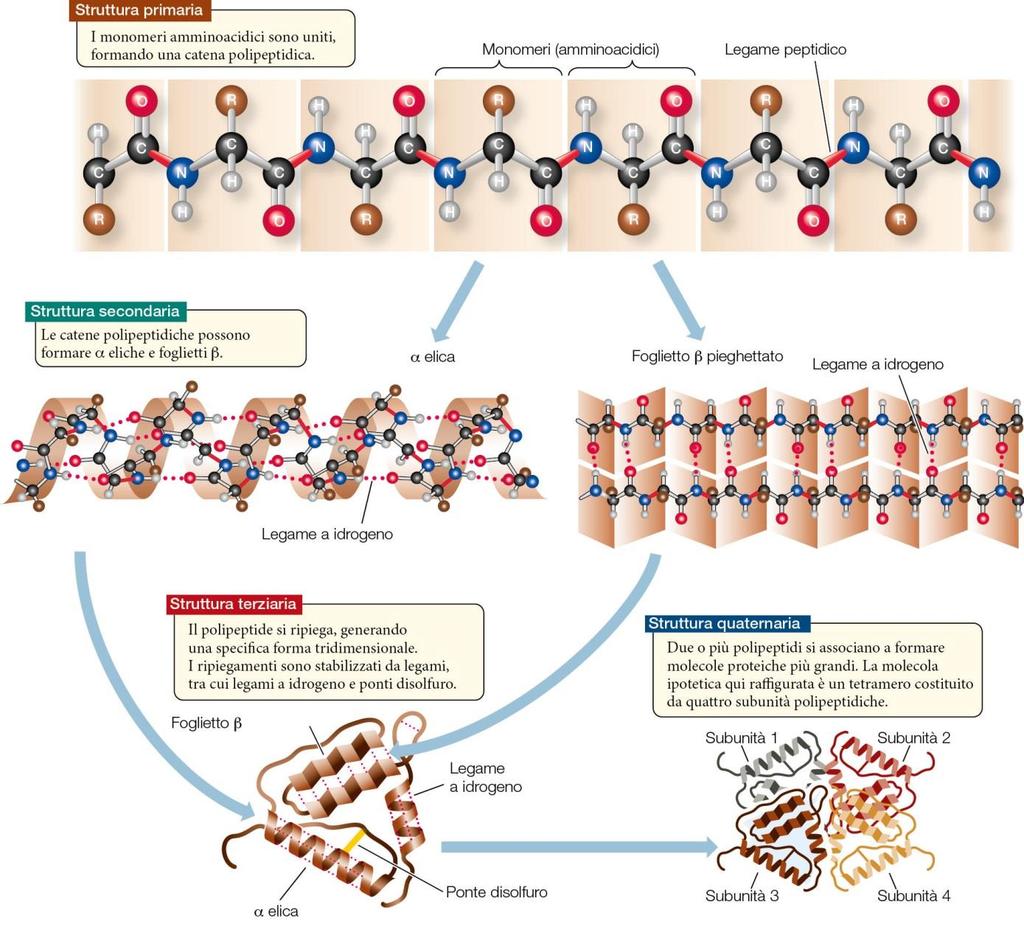 Le biomolecole organiche 7 Ciascuna proteina possiede dunque una determinata configurazione tridimensionale che ne determina l attività specifica.