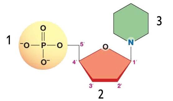 8 Le biomolecole organiche trasmettere e utilizzare l informazione genetica.