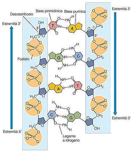 Il pentoso può essere il ribosio oppure il desossiribosio: un acido nucleico, comunque, possiede solo l uno o l altro dei due zuccheri, mai tutti e due contemporaneamente.