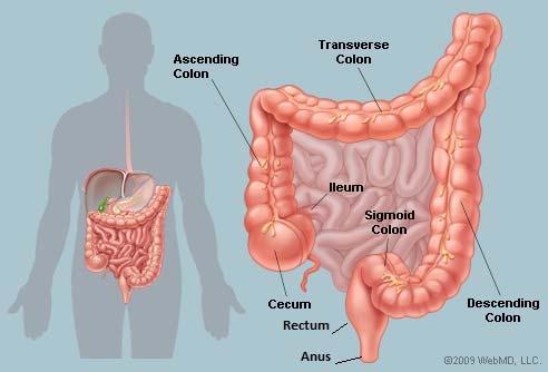 Le più frequenti categorizzazioni e schemi d intervento del colon e del retto. Versione 0.0.207 Questo documento mostra i principali interventi chirurgici del colon e del retto.