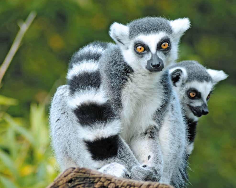 Viaggiare in Madagascar Il Madagascar è da sempre una meta di grande fascino per i viaggiatori più avventurosi.