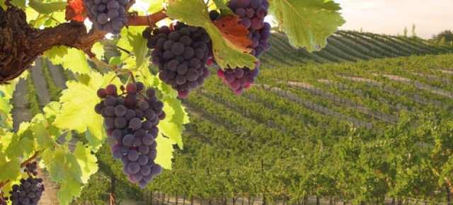 1114concuivengonoprorogati itermini temporali per la tenuta dei registri in forma dematerializzata nel settore vitivinicolo, previsti dal decreto n. 293 del 20 marzo 2015.