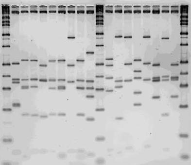 Usa sonde di DNA Ribotyping: Stima il numero dei loci genici ribosomiali e la loro localizzazione lungo il cromosoma Gli operoni rrna comprendono geni conservati, ciascuno dei quali è
