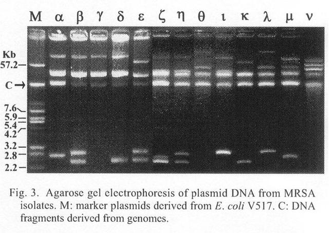 METODI BASATI SUI FRAMMENTI Plasmid typing: Dipende