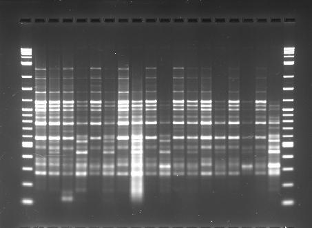 PCR fingerprinting: Utilizzo di primers conosciuti che vanno ad amplificare frammenti ben noti di specifiche specie batteriche (a differenza