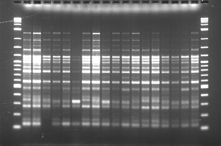 aureus BOX-PCR Per aumentare la risoluzione della PCR fingerprinting la PCR è seguita da restrizione con un enzima di restrizione (PCR-RFLP