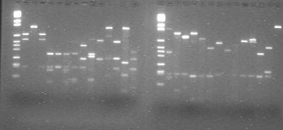 emm PCR-RFLP RFLP typing (hindii + haeiii restriction enzymes) emm 4 emm 87 emm 3 emm 75 st 448 emm 22 emm 14 emm 22 emm 12 emm 87 emm 9 emm 5
