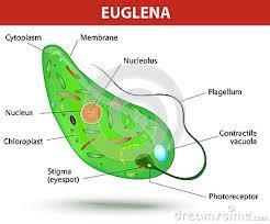 I flagellati, come l Euglena, sono sospinti dal