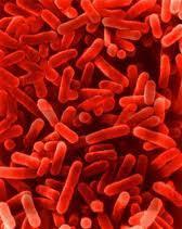 Classificazione dei batteri