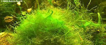 I CIANOBATTERI I cianobatteri sono batteri fotosintetici, produttori di ossigeno, sono chiamati anche alghe azzurre o blu-verdi; il loro