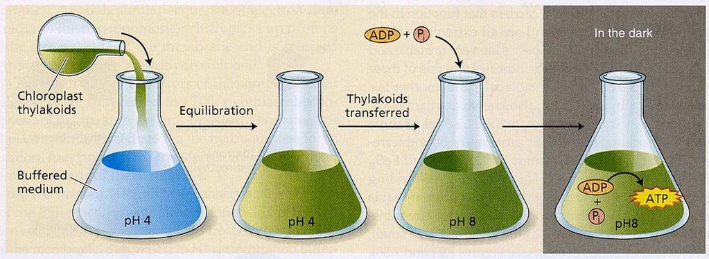 LA sintesi chemiosmotica di ATP Il movimento degli elettroni produce un gradiente di ph tra lumen dei tilacoidi (acido) e