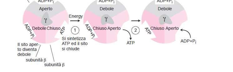 Il complesso Cf1 ruota