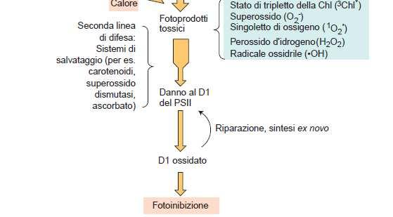 Meccanismi di protezione e