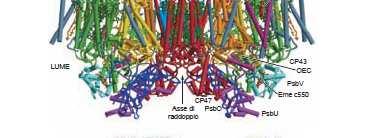 Struttura del centro di reazione del PSII