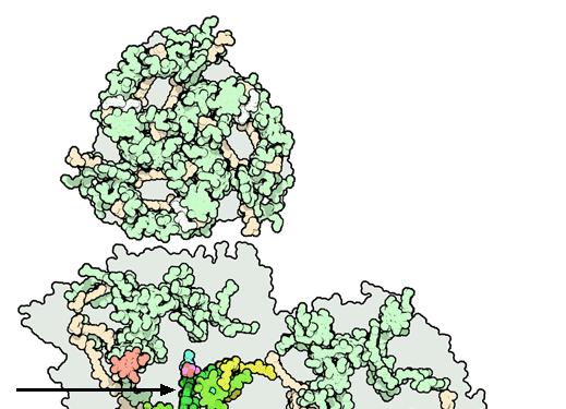 LIGHT HARVESTING PROTEIN