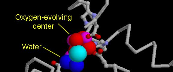 Una molecola di tirosina