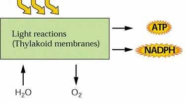 H 2 O + NADP + + Pi +ADP