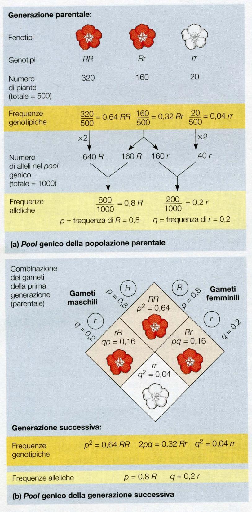 La legge di Hardy-Weinberg descrive le popolazioni che non evolvono La legge afferma che le frequenze degli alleli del pool genico di una popolazione rimangono costanti nel tempo fino a quando non vi