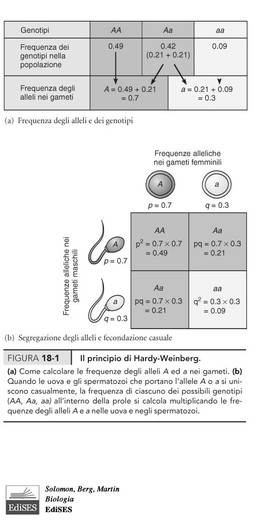 : l evoluzione del creazionismo La storia evolutiva dell uomo La selezione naturale cambia le frequenze alleliche in modo da aumentarne l adattamento Dal darwinismo alla sintesi evoluzionistica