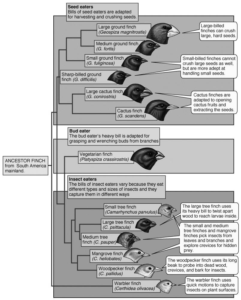 più specifico dall origine delle specie attraverso