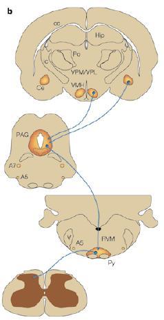Tapentadolo potenzia la modulazione inibitoria via MOR-NRI Le vie modulatorie discendenti del dolore sono sia inibitorie (NA e 5HT) che facilitatorie (5HT) Attenzione Aspettativa Stress Emozione