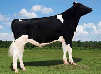 BB, A2A2 Stoic x Supersire x Massey Ottimo Indice Cellule Somatiche GTPI 2663 NM$ +824 Koepon Mano Classy AltaCRAIG SEAGULL-BAY SUPERSIRE (ROBUST x PLANET) KOEPON MANO CLASSY 93 LONG-LANGS OMAN OMAN