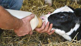 Conferenza Annuale Dairy Calves Heifer Association pag 8 Anche quest'anno si è tenuta in USA la conferenza annuale della società DCHA.