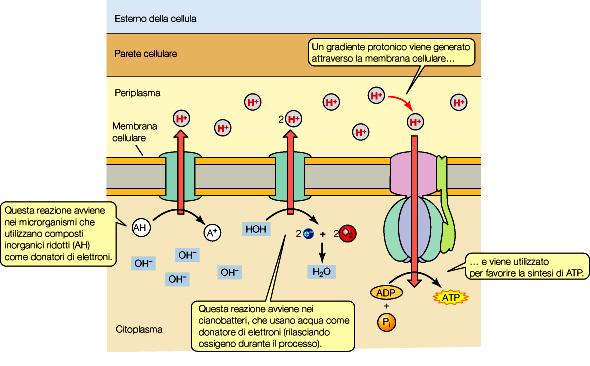 FISIOLOGIA MICROBICA E METABOLISMO L evento chiave nell evoluzione degli