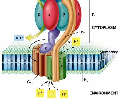 o potenziale elettrochimico attraverso la membrana citoplasmatica.