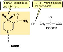 Nei sistemi biologici le reazioni di ossido-riduzione UTILI (ai fini energetici!