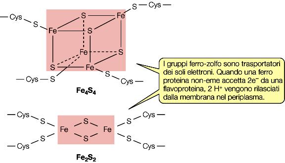 compongono le