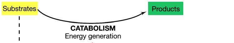 VIE ALTERNATIVE L ASSIMILAZIONE DELLA CO 2 CO 2 L- Gln CO 2 PEP CO 2 2 2 ADP CpS L-Glu GlS H 2 O Pi PeC ArC CARBAMOIL FOSFATO OSSALACETATO CARBAMOIL ASPARTATO CITRULLINA AspTn UMP pirimidine L-Arg