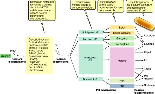 SINTESI DELLE STRUTTURE CELLULARI A PARIRE DA GLUCOSIO PROTOTROFIA E AUXOTROFIA CAPACITA DI SINTETIZZARE UN... Amminoacido.