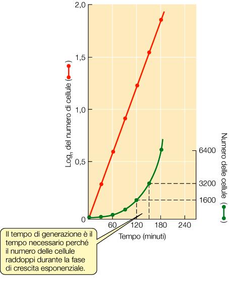 Calcolo del tempo di generazione N 0 numero di batteri al tempo 0 (fase