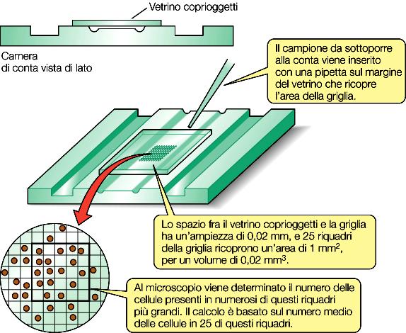 Misurazione della CRESCITA METODI INDIRETTI METODI DIRETTI 1- Peso totale cellulare peso umido peso secco 2- Analisi chimica di un