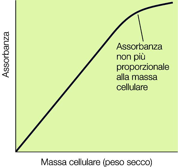 600 nm ) = log (I o /I) I o = intensità luce incidente I o = intensità