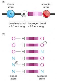 gov/books/nbk26883/figure/a195/ 14 Legami di idrogeno Un legame di idrogeno si basa sull interazione tra un atomo di idrogeno con carica parziale positiva appartenente ad un dipolo