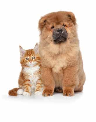 Enteroformula PET Enteroformula è un mangime complementare utile per migliorare il benessere di cani e gatti che possono manifestare disfunzioni gastrointestinali dovute a cambi bruschi di diete,