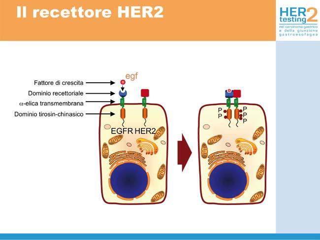 Segnali HER2 Le tirosin-chinasi recettoriali sono componenti essenziali delle vie di trasmissione dei segnali intracellulari, utilizzati per il