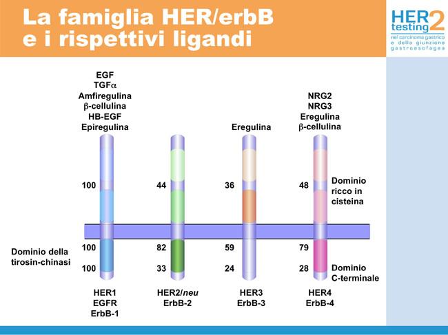 Eterodimeri EGFR/ErbB-2 HER2 è il partner preferenziale di dimerizzazione per gli altri membri della famiglia ErbB.