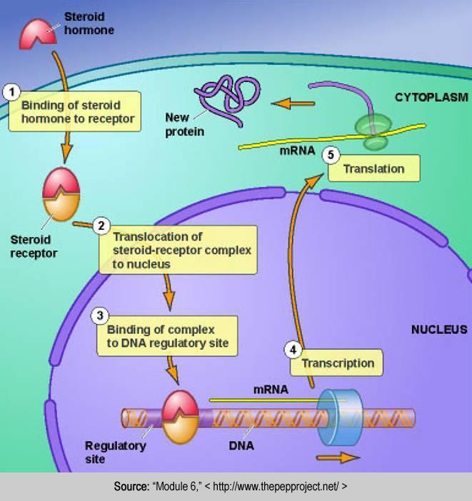 I recettori intracellulari legano la molecola segnale nel citoplasma, subiscono una transizione allosterica e traslocano nel nucleo dove mediano la trascrizione genica.