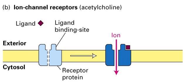 I recettori di membrana