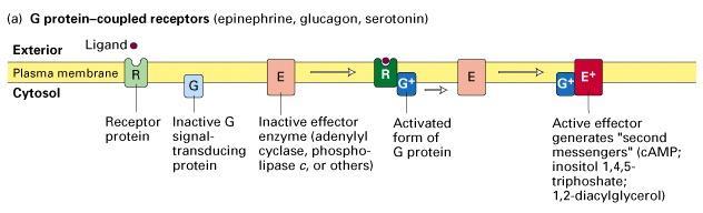 proteine Recettori