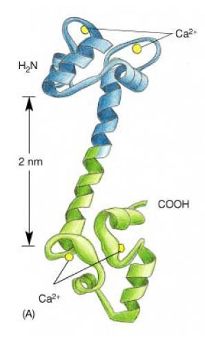 Azione indiretta del Ca 2+ : la CALMODULINA Proteina monomerica costituita da 148 aa in grado di legare quattro ioni Ca 2+.