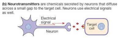 extracellulare La comunicazione sinaptica è un caso molto